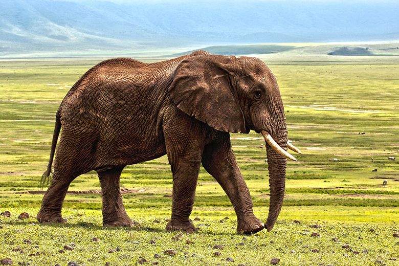 What Do Elephants And Spam-Filters Have In Common?